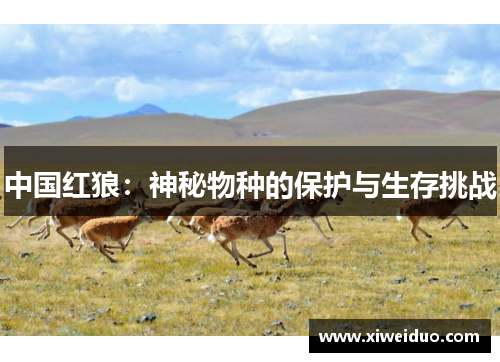 中国红狼：神秘物种的保护与生存挑战